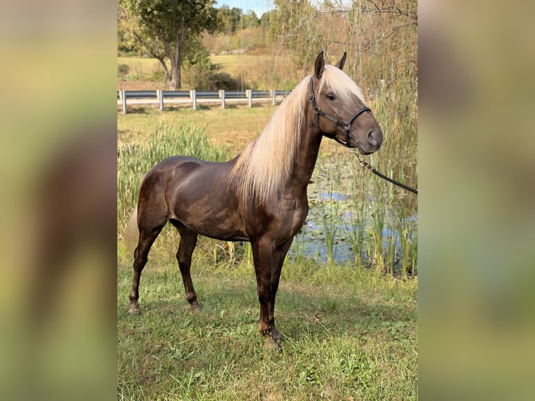 Rocky Mountain Horse Castrone 3 Anni 157 cm Baio chiaro in Frenchburg