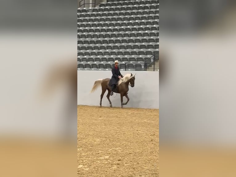 Rocky Mountain Horse Castrone 3 Anni 157 cm Baio chiaro in Frenchburg