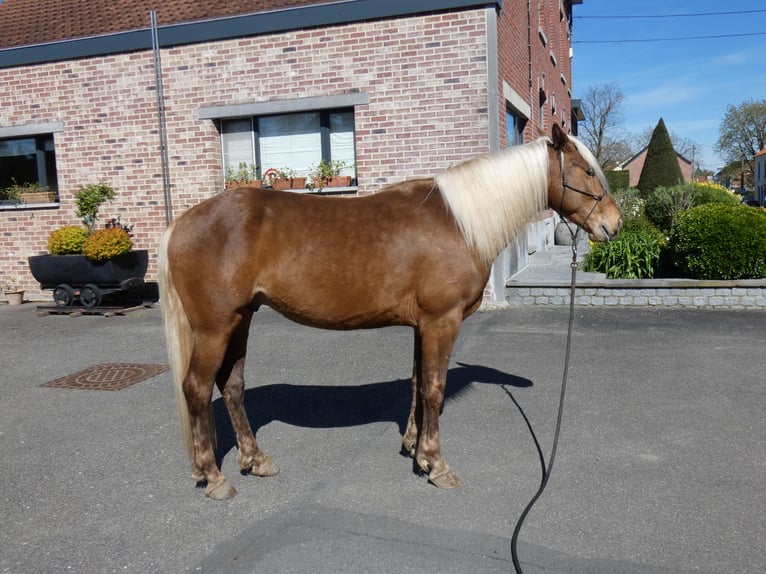 Rocky Mountain Horse Castrone 4 Anni 150 cm Baio ciliegia in Genappe