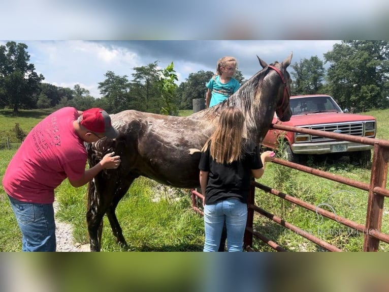 Rocky Mountain Horse Castrone 5 Anni 142 cm Baio in Rockholds, KY