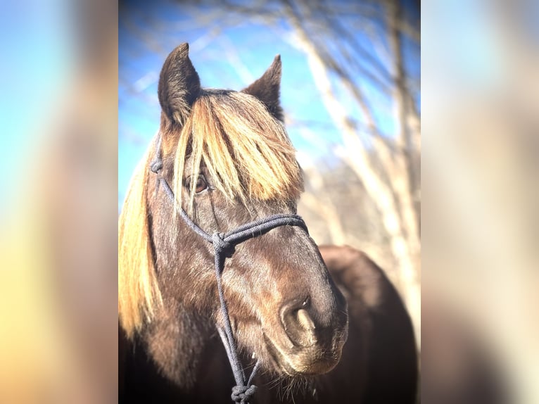 Rocky Mountain Horse Castrone 5 Anni 142 cm Grigio pezzato in Canton