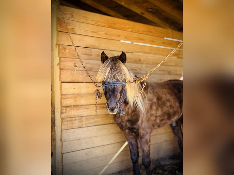 Rocky Mountain Horse Castrone 5 Anni 142 cm Grigio pezzato in Canton