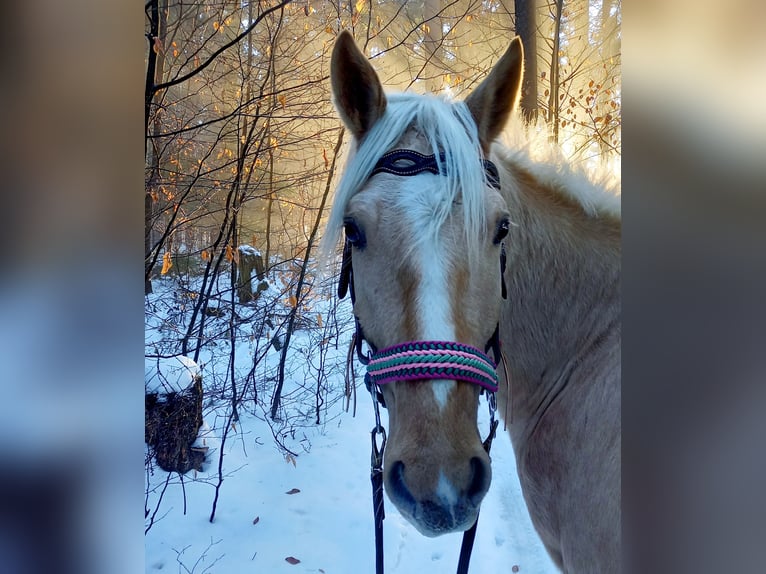 Rocky Mountain Horse Castrone 5 Anni 150 cm Palomino in Grattersdorf