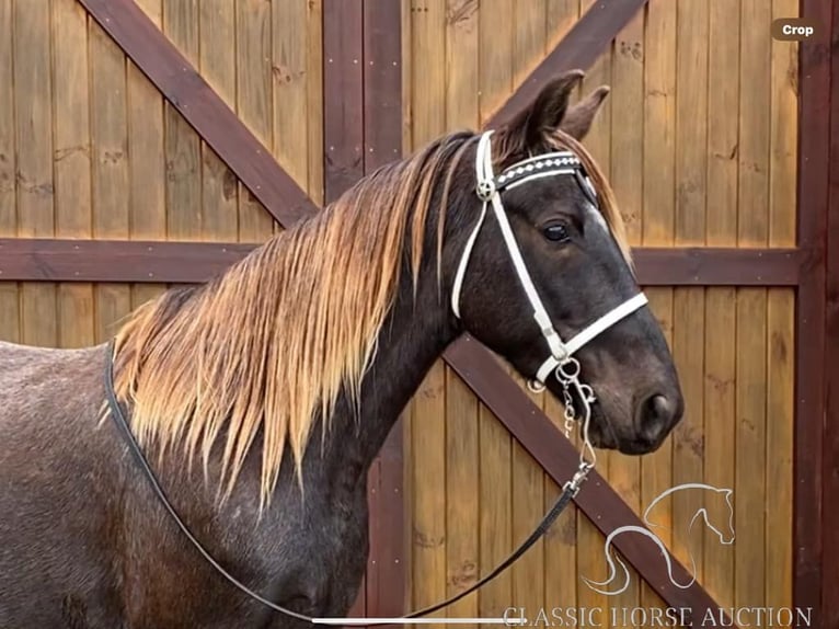 Rocky Mountain Horse Castrone 6 Anni 152 cm Baio in STRUNK, KY