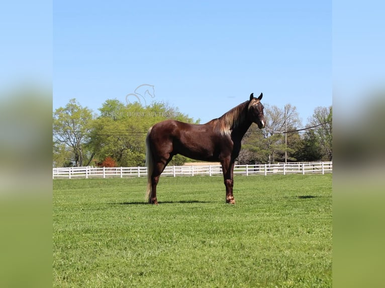 Rocky Mountain Horse Castrone 7 Anni 142 cm Baio in Lewisburg