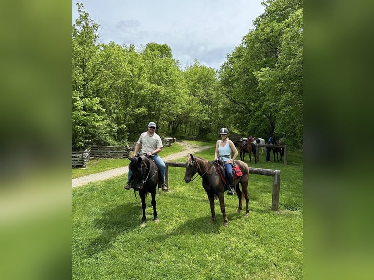 Rocky Mountain Horse Castrone 7 Anni 142 cm Baio in Lewisburg