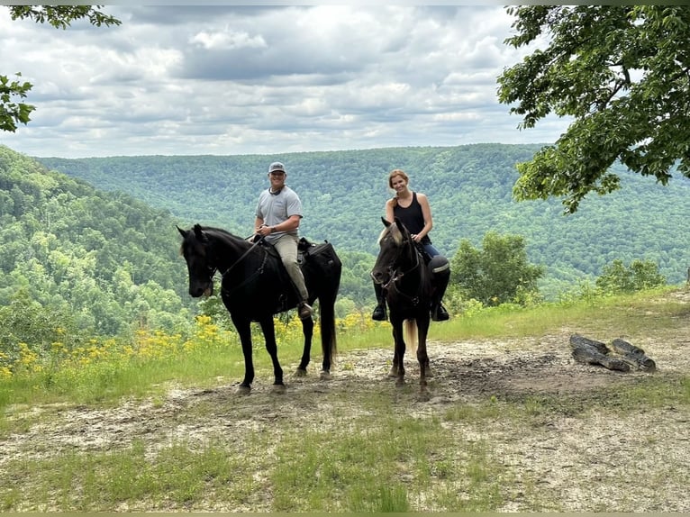 Rocky Mountain Horse Castrone 7 Anni 142 cm Baio in Lewisburg