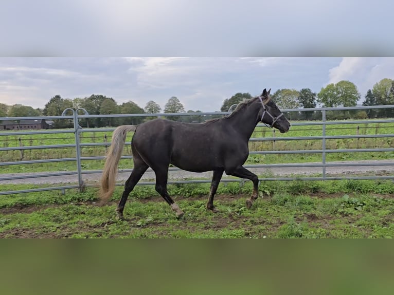 Rocky Mountain Horse Castrone 7 Anni 158 cm in Wanroij