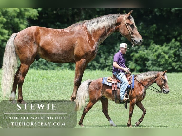 Rocky Mountain Horse Castrone 8 Anni 142 cm Roano rosso in Parkers Lake, KY