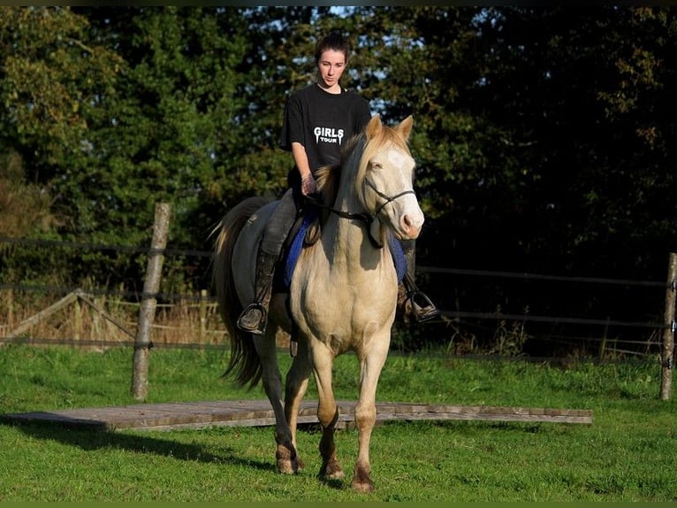 Rocky Mountain Horse Castrone 8 Anni 147 cm Cremello in GOVEN