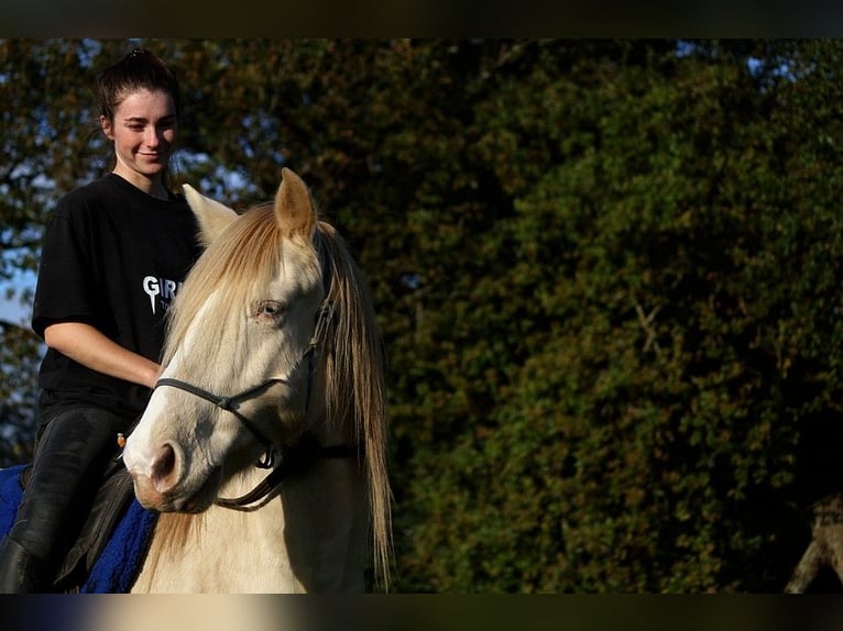 Rocky Mountain Horse Castrone 8 Anni 147 cm Cremello in GOVEN