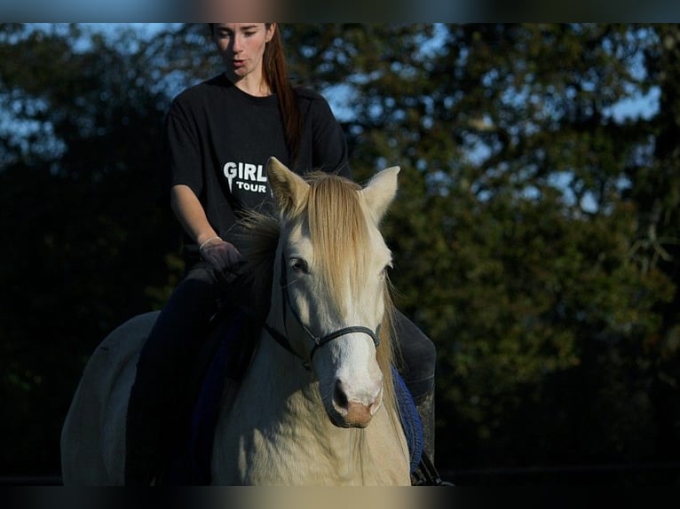 Rocky Mountain Horse Castrone 8 Anni 147 cm Cremello in GOVEN