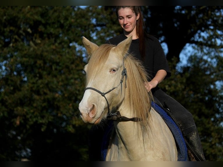 Rocky Mountain Horse Castrone 8 Anni 147 cm Cremello in GOVEN