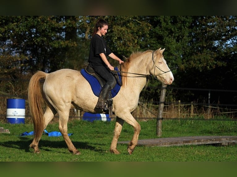 Rocky Mountain Horse Castrone 8 Anni 147 cm Cremello in GOVEN