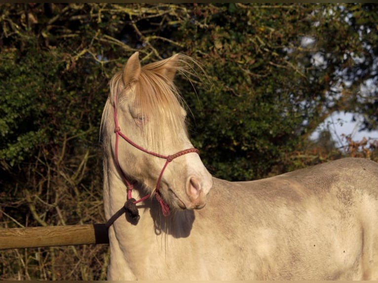 Rocky Mountain Horse Castrone 8 Anni 147 cm Cremello in GOVEN