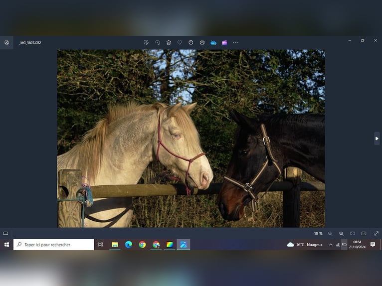 Rocky Mountain Horse Castrone 8 Anni 147 cm Cremello in GOVEN