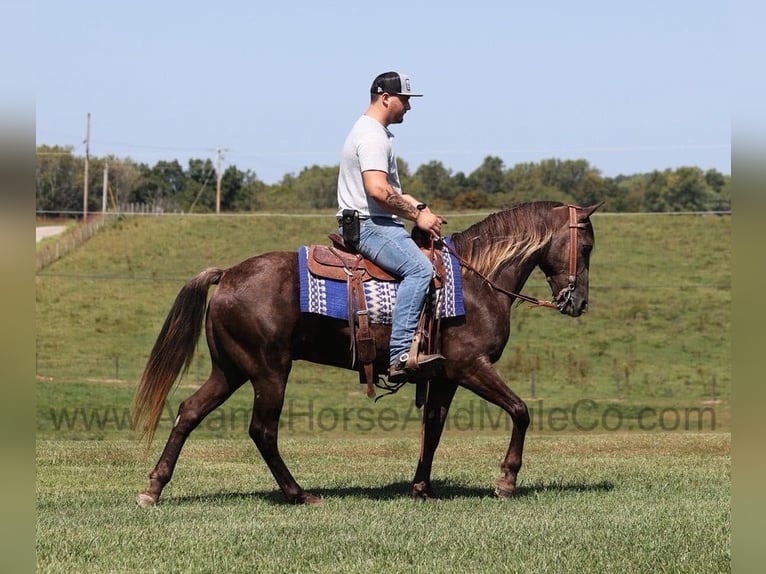 Rocky Mountain Horse Castrone 8 Anni Champagne in Mount Vernon