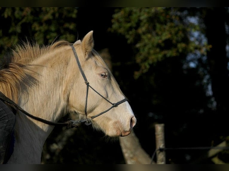 Rocky Mountain Horse Castrone 9 Anni 147 cm Cremello in GOVEN