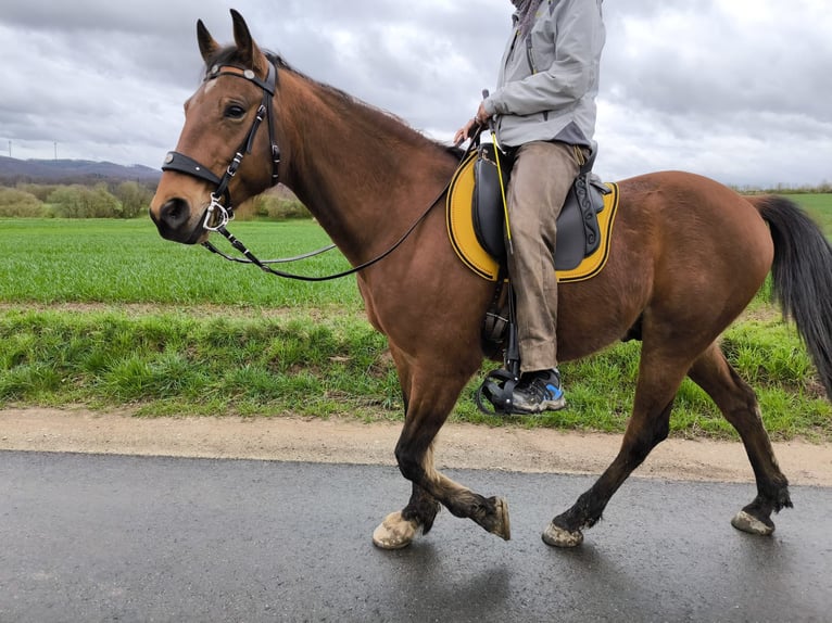 Rocky Mountain Horse Castrone 9 Anni 153 cm Baio in Volkmarsen
