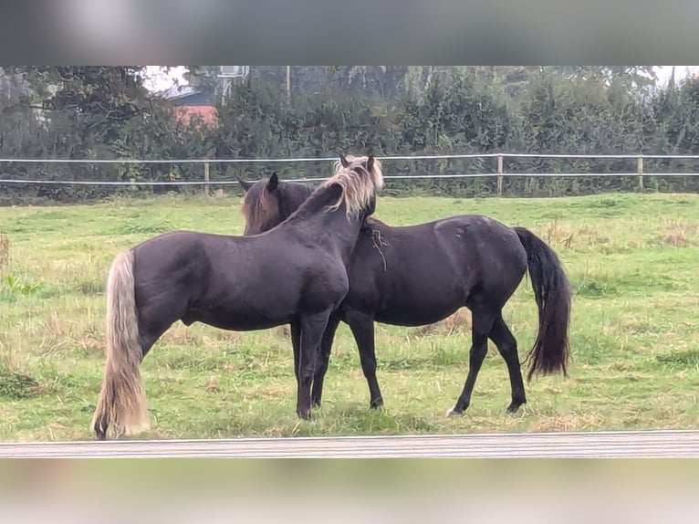 Rocky Mountain horse Étalon 14 Ans 150 cm  in Sendenhorst