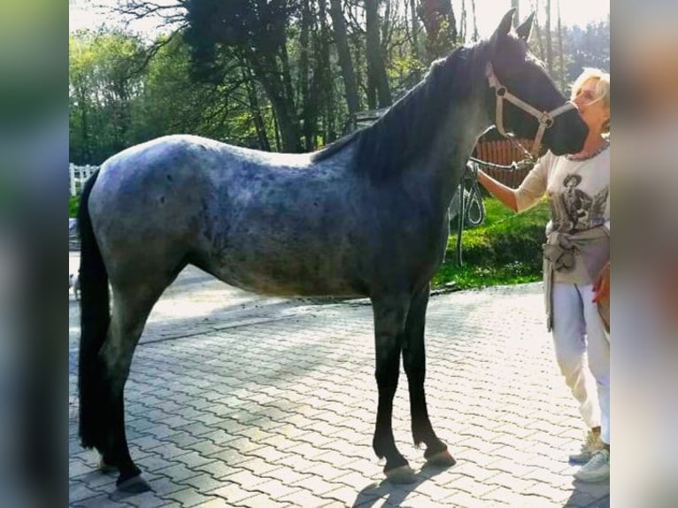 Rocky Mountain horse Étalon 1 Année 154 cm Roan-Bay in Petersberg