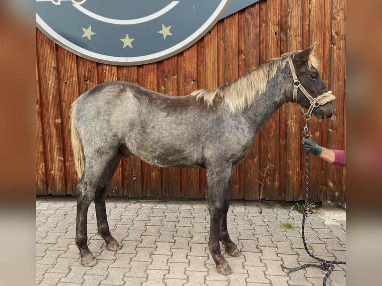 Rocky Mountain horse Étalon 1 Année 154 cm Roan-Bay in Petersberg