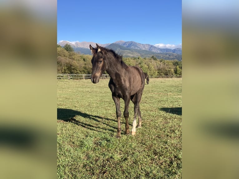 Rocky Mountain horse Étalon 1 Année Noir in Saint-Laurent-de-Cerdans