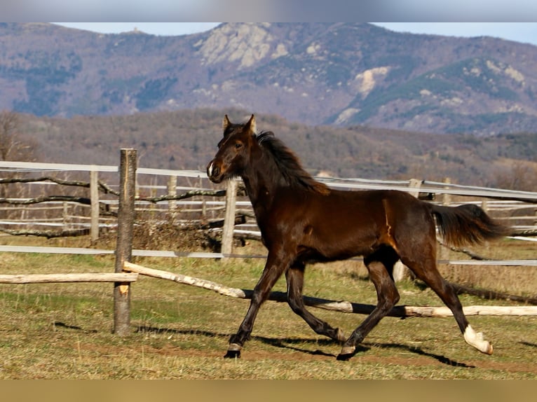 Rocky Mountain horse Étalon 1 Année Noir in Saint-Laurent-de-Cerdans