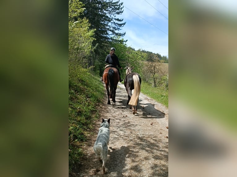 Rocky Mountain horse Étalon 3 Ans 140 cm in Erlabrunn