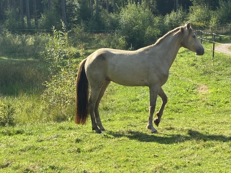 Rocky Mountain horse Étalon 4 Ans 147 cm Champagne in Borås