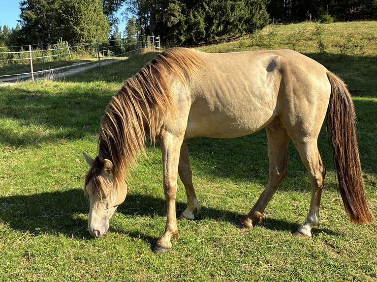 Rocky Mountain horse Étalon 4 Ans 147 cm Champagne in Borås