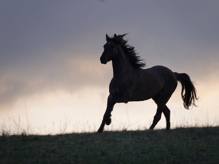 Rocky Mountain horse Étalon 4 Ans 160 cm Grullo in Bad Hersfeld