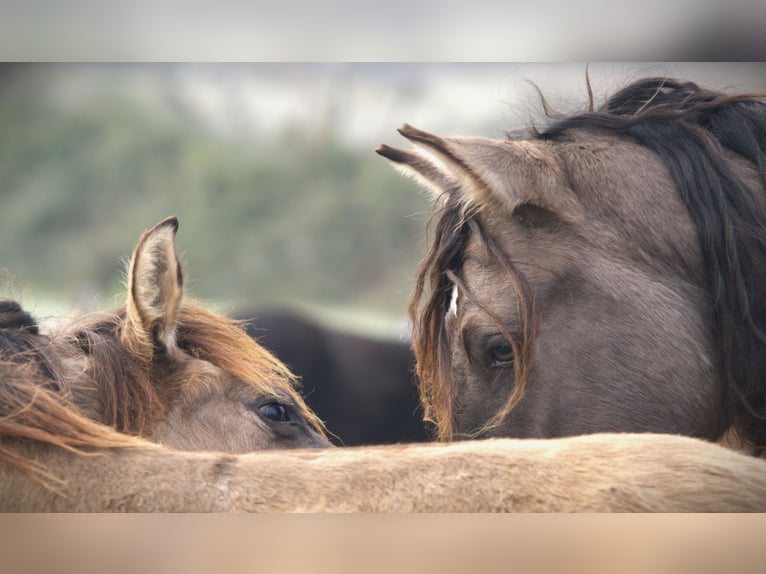 Rocky Mountain horse Étalon 4 Ans 160 cm Grullo in Bad Hersfeld