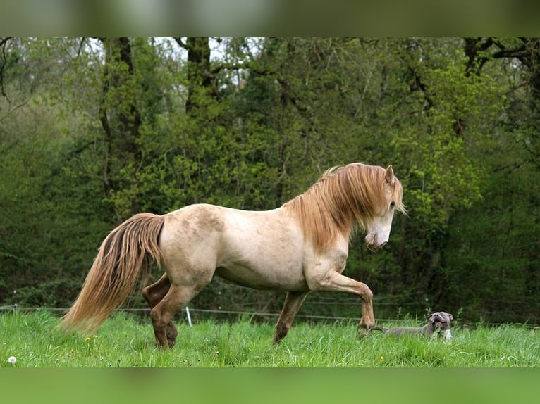 Rocky Mountain horse Étalon Champagne in GOVEN