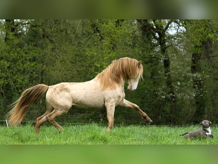 Rocky Mountain horse Étalon Champagne in GOVEN