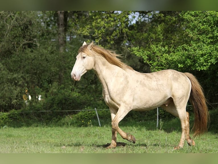 Rocky Mountain horse Étalon Champagne in GOVEN