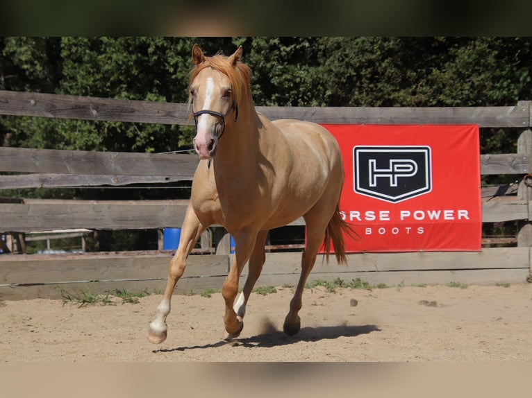 Rocky Mountain Horse Gelding 10 years 15.1 hh Champagne in Montaigu-de-Quercy
