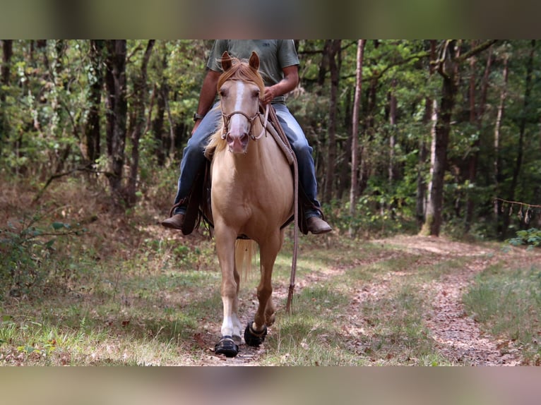 Rocky Mountain Horse Gelding 10 years 15.1 hh Champagne in Montaigu-de-Quercy