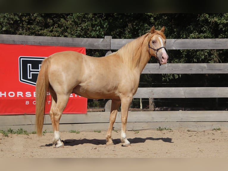 Rocky Mountain Horse Gelding 10 years 15.1 hh Champagne in Montaigu-de-Quercy