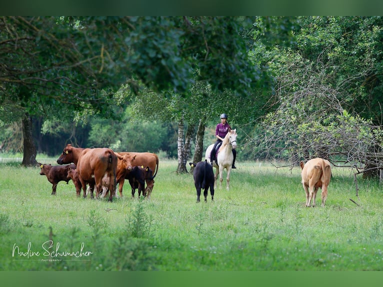 Rocky Mountain Horse Gelding 10 years 15 hh Champagne in Diesdorf