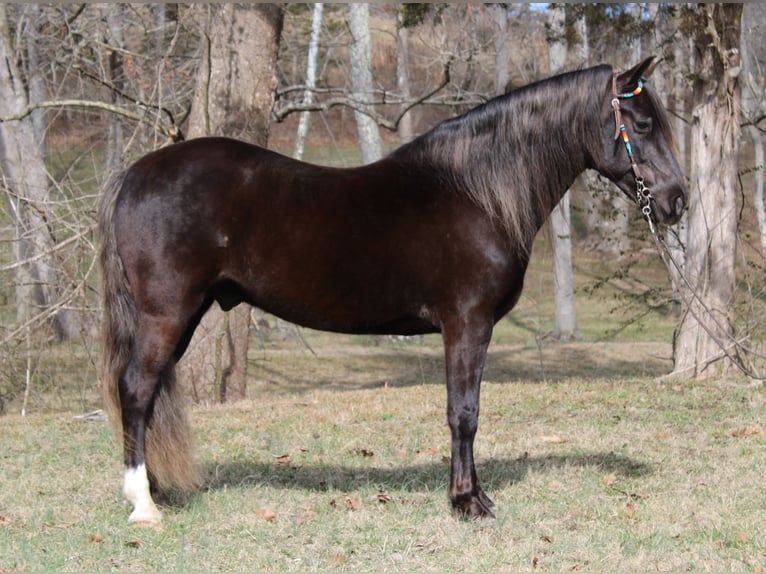 Rocky Mountain Horse Gelding 10 years Brown in Kintnersville