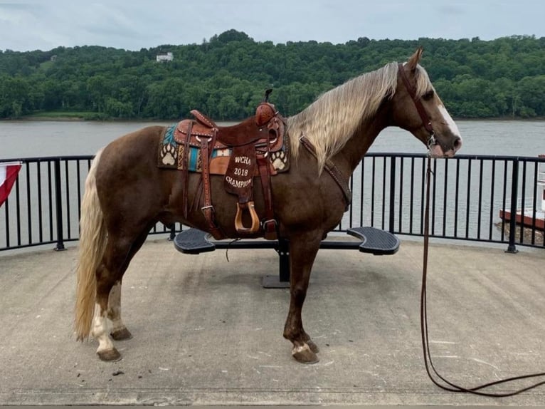 Rocky Mountain Horse Gelding 11 years 15,2 hh Palomino in Moscow OH