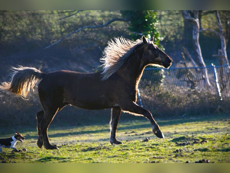 Rocky Mountain Horse Gelding 11 years 15 hh Brown in Bad Hersfeld