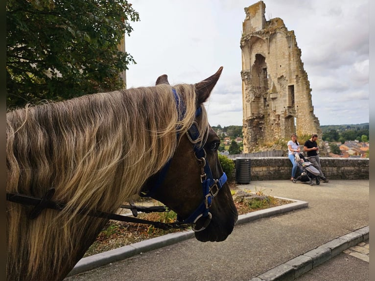 Rocky Mountain Horse Gelding 11 years 15 hh Brown in Bad Hersfeld