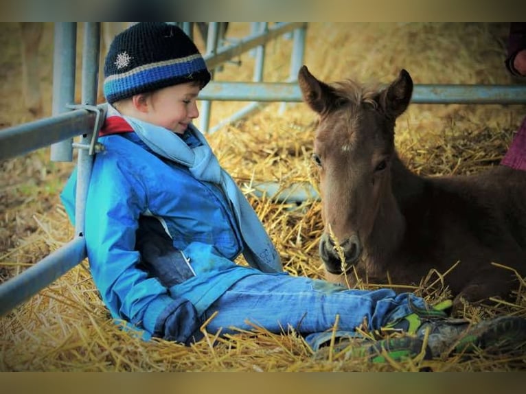 Rocky Mountain Horse Gelding 11 years 15 hh Brown in Bad Hersfeld