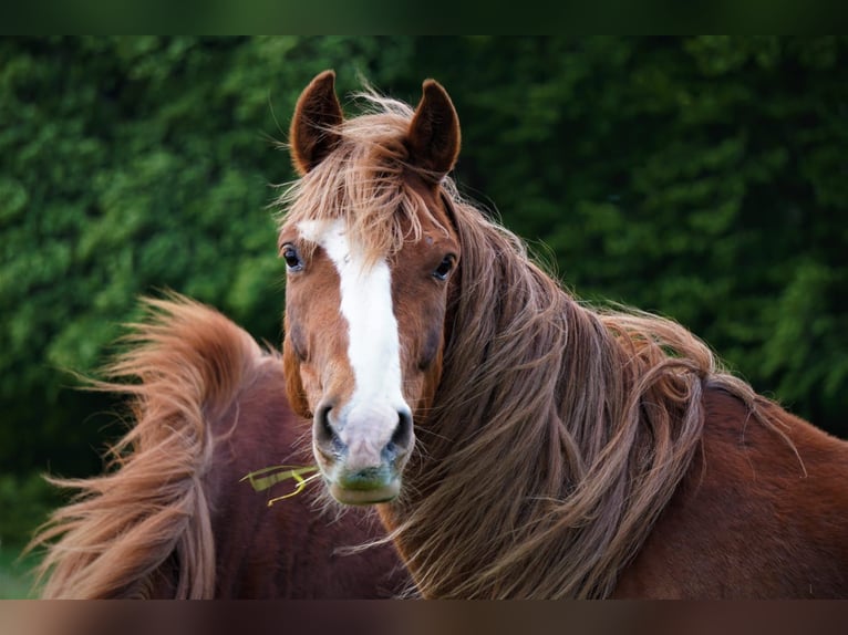 Rocky Mountain Horse Gelding 12 years 13,3 hh Chestnut-Red in Remscheid