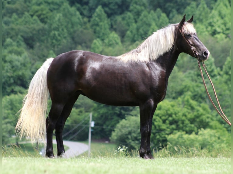 Rocky Mountain Horse Silver Dapple