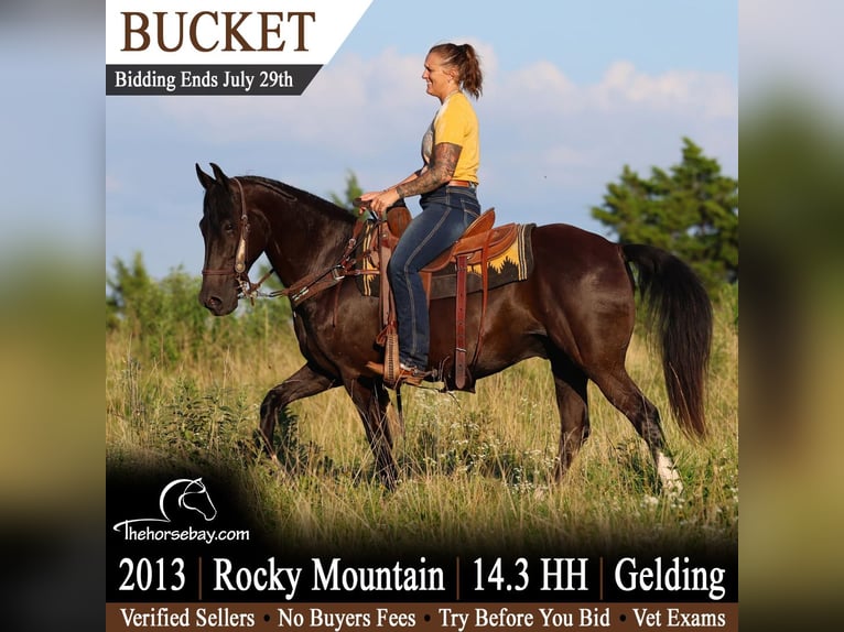 Rocky Mountain Horse Gelding 13 years 14.2 hh Black in Olean, MO