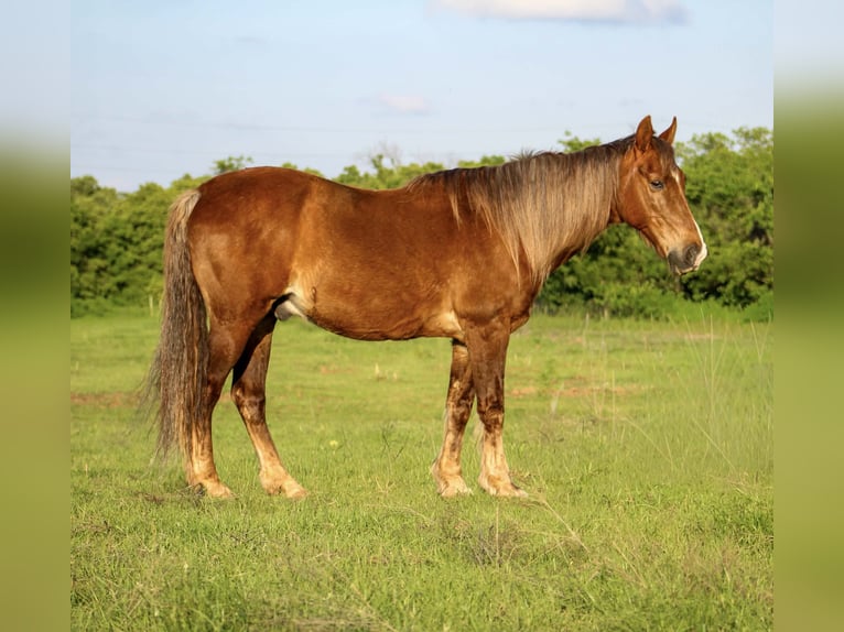 Rocky Mountain Horse Gelding 14 years 14.2 hh Palomino in Poolville