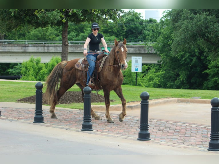 Rocky Mountain Horse Gelding 14 years 14 hh Palomino in Poolville